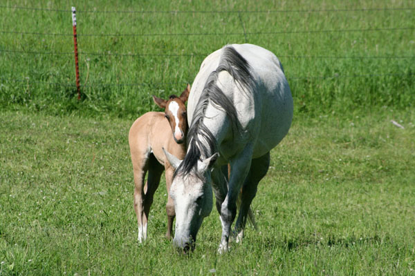  Ranch Cowboy School - Habibi World Travel & Tour America